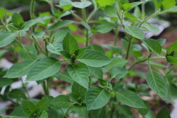Τα φαρμακευτικά βότανα κουρκουμάς Αγιουρβέδα ζουν υγιές τσάι τούλσι