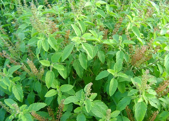 Tulsi Paste Ajurvedos gydymas spuogams