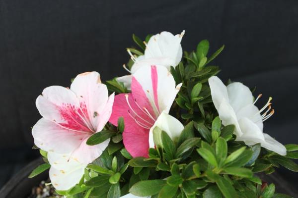 αζαλέες όμορφη διακόσμηση σπιτιού λευκό ροζ