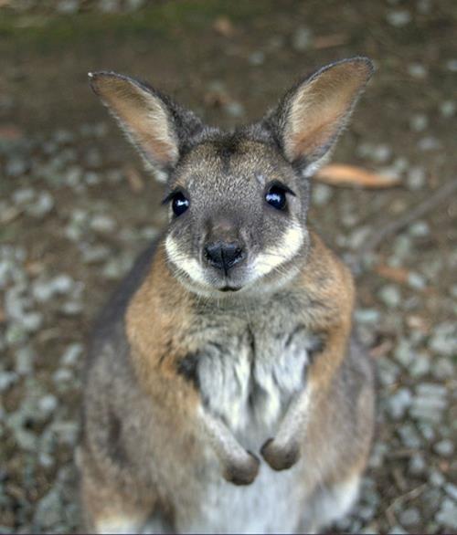 μωρό καγκουρό χαριτωμένο ζώο Αυστραλία