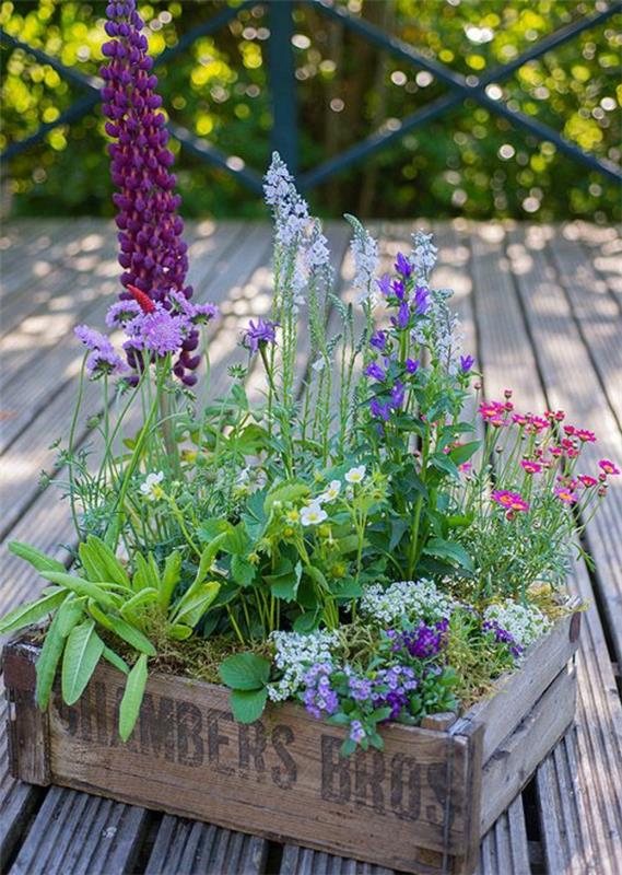 λουλούδια είδη μπαλκόνι φύτευση λουλούδι κουτί ξύλο μοβ