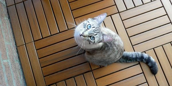 μπαλκόνι δάπεδο ξύλινη ιδέα γάτα
