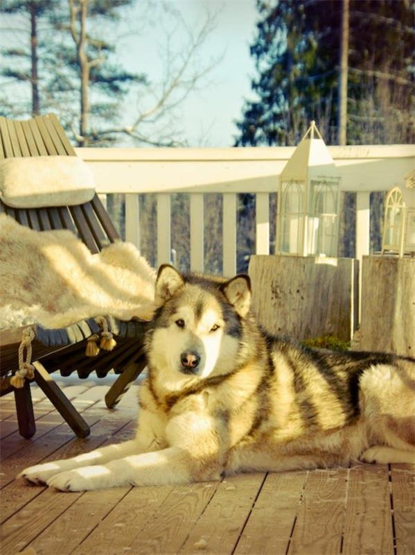 Ρυθμίστε μπαλκόνι βεράντα σχεδιασμό εικόνες χειμώνα κήπος γούνινα μαξιλάρια σκυλί