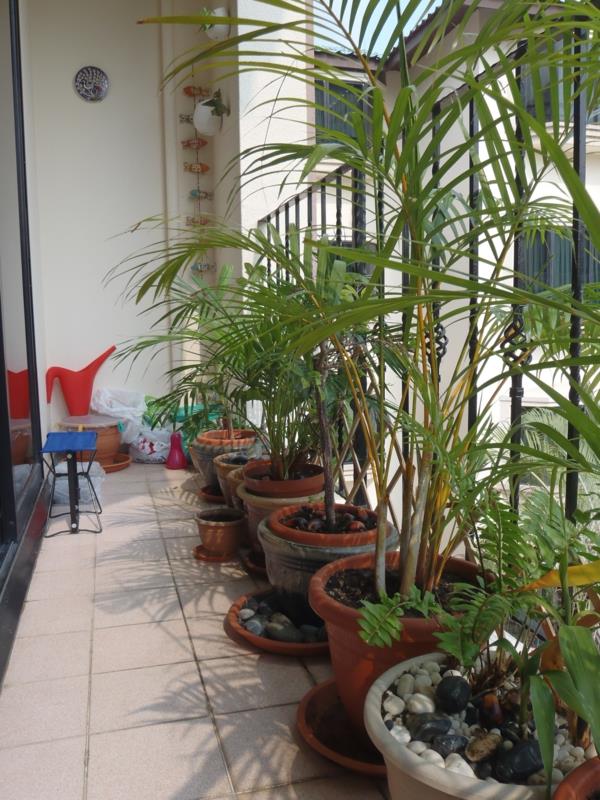 μπαλκόνι φύτευση ψηλά φυτά μπαλκόνι σχεδιασμός στυλ Σιγκαπούρης