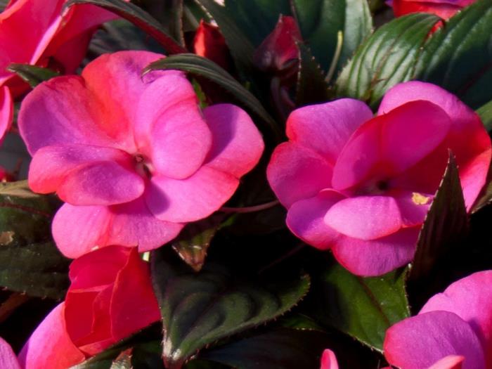 φυτά κήπου edellieschen impatiens νέα γουινέα