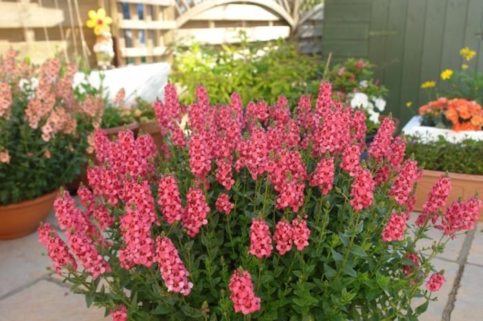 μπαλκονια φυτα elfensporn diascia ροζ λουλουδια