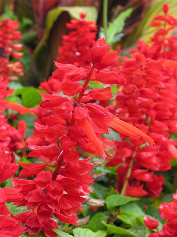 μπαλκόνια φυτά φωτιά φασκόμηλο κόκκινα λουλούδια salvia splendens