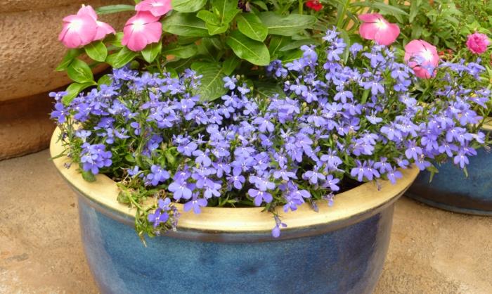 φυτά κήπου μισό σκιερό αρσενικό lobelia erinus μπλε λουλούδια
