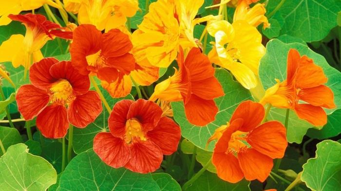 μπαλκονόφυτα nasturtium tropaeolum majus κίτρινα πορτοκαλί λουλούδια