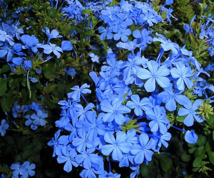 Φυτά μπαλκονιού σκιερό μόλυβδο ρίζα plumbago μπλε λουλούδια