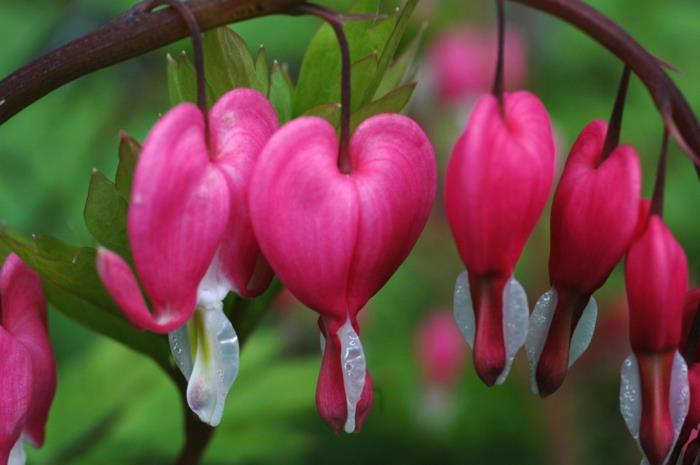 μπαλκονόφυτα σκιερά υδαρή καρδιά lamprocapnos spectabilis ροζ λουλούδια