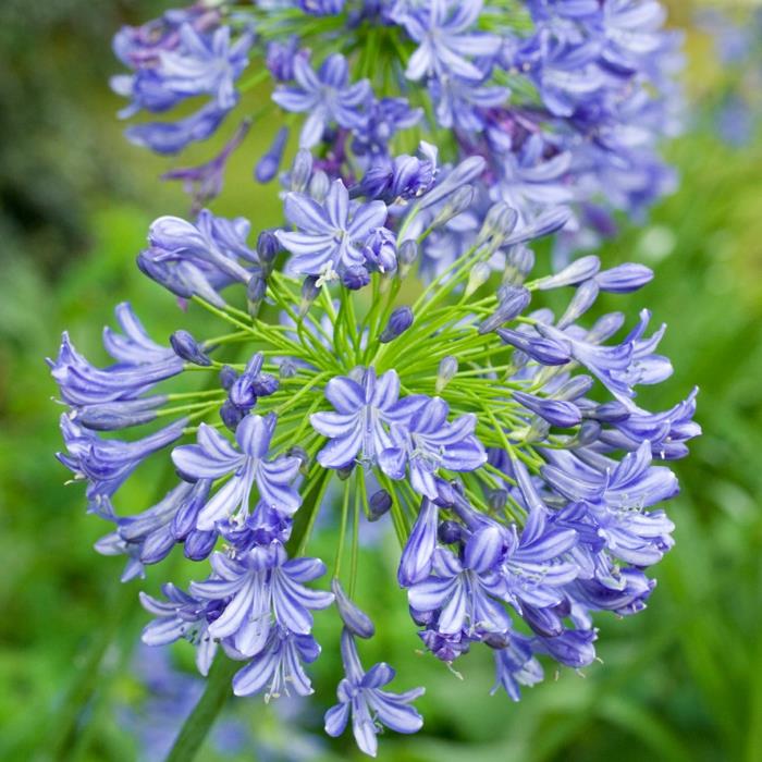 μπαλκονόφυτα διακοσμητικά κρίνα agapanthus μπλε λουλούδια