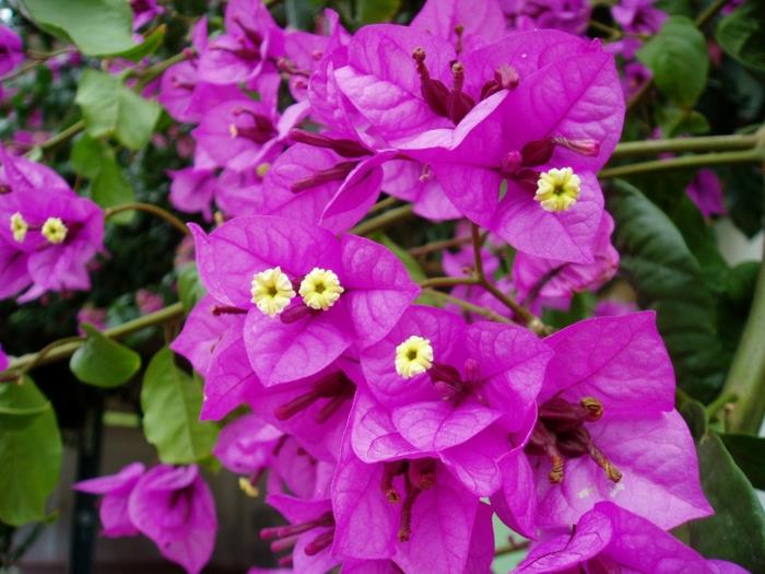 μπαλκόνια φυτά ηλιόλουστα λουλούδια bougainville τριπλό λουλούδι εξωτικά τροπικά