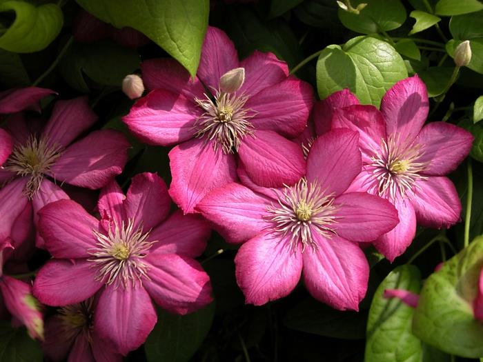 μπαλκόνια φυτά ηλιόλουστα clematis υβριδικά ροζ λουλούδια αναρριχώμενο φυτό