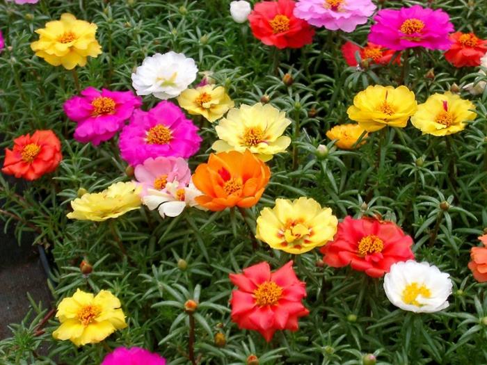 μπαλκόνια φυτά ηλιόλουστη πορτούλα grandflora πολύχρωμα λουλούδια