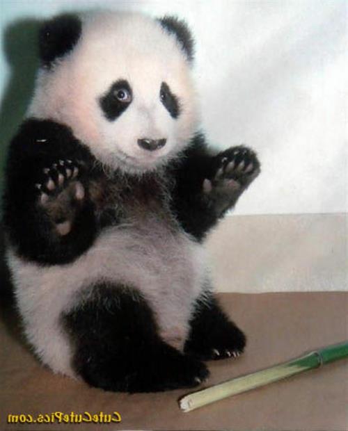 μπαμπού αρκούδα panda χαριτωμένο χαριτωμένο