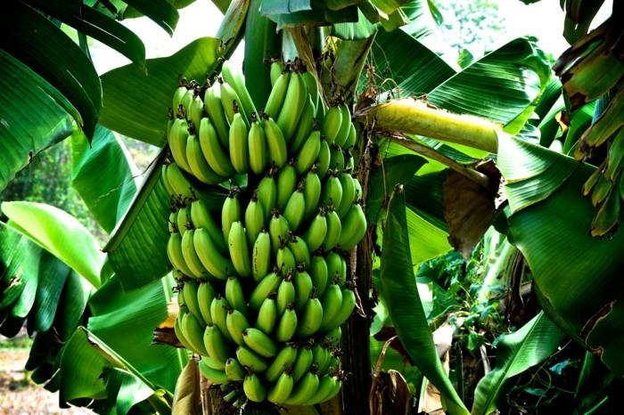 μπανάνα θρεπτικές αξίες μπανάνα