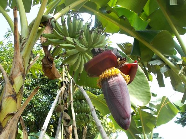 τάση τροφίμων άνθη μπανάνας υγιή