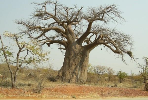 φρούτα baobab μεγάλο μέγεθος δέντρου