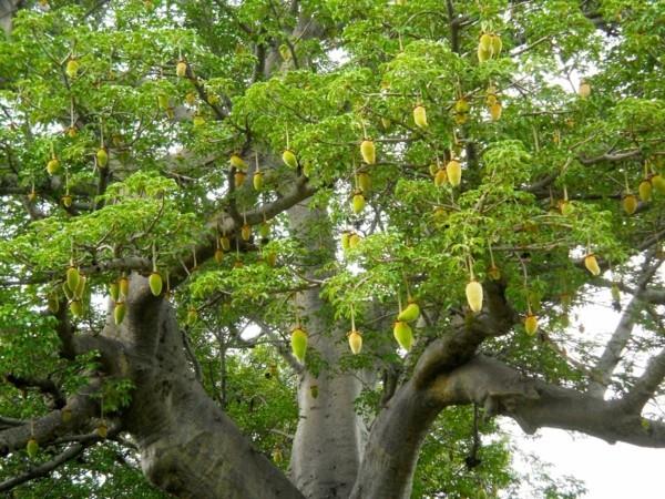φρούτα baobab μεγάλο μέγεθος δέντρου