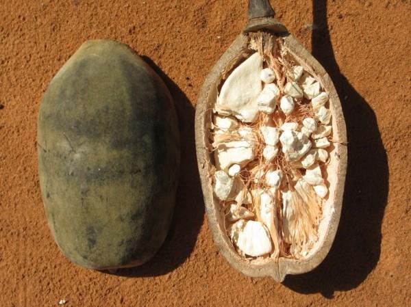 φρούτα baobab ξηρά για μέγεθος σε σκόνη
