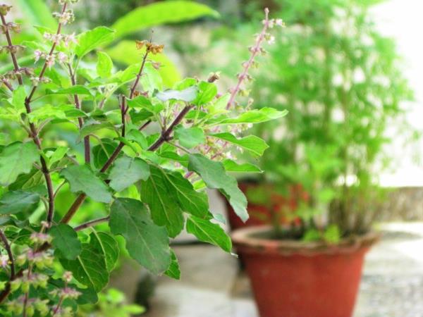 βασιλικός tulsi για μακροζωία βότανα και φαρμακευτικά φυτά