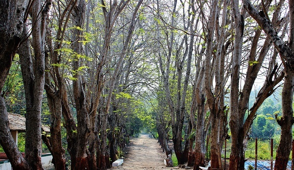 parklar-in-gujarat-vansda-milli-park