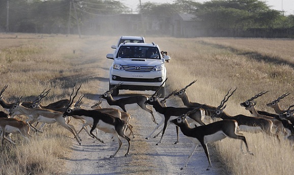 parklar-in-gujarat-blackbuck-milli-park