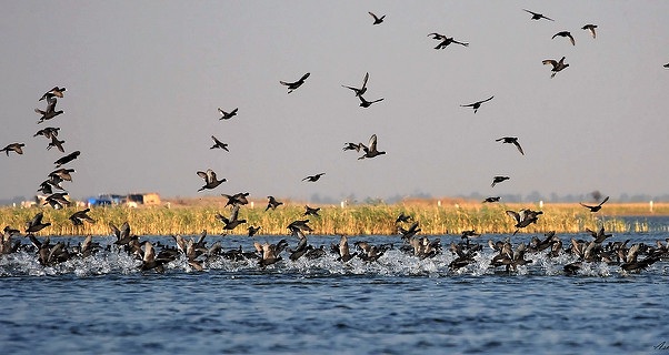 parkai-in-gujarat-nalsarovar-paukščių šventovė