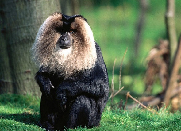 parkai-keraloje-tylusis slėnis-nacionalinis parkas