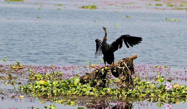 parks-in-kerala-kumarakom-bird-sanctuary
