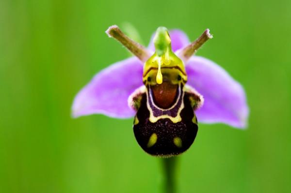 μέλισσα ορχιδέα ορχιδέες είδη λουλούδια