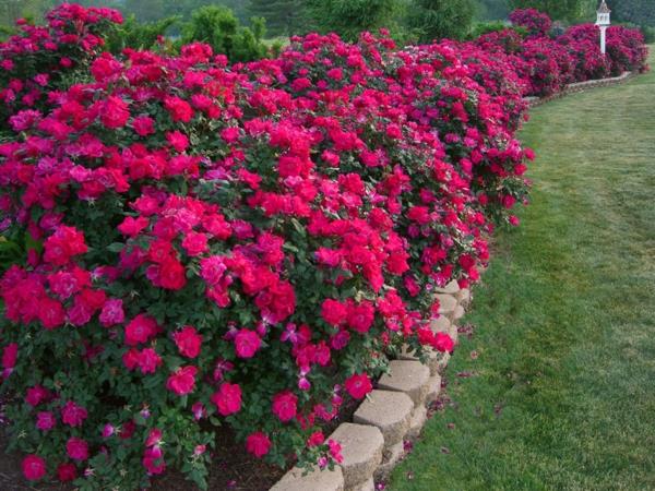άκρες κρεβατιών αυτοθετημένα ροζ λουλούδια κηπουρού