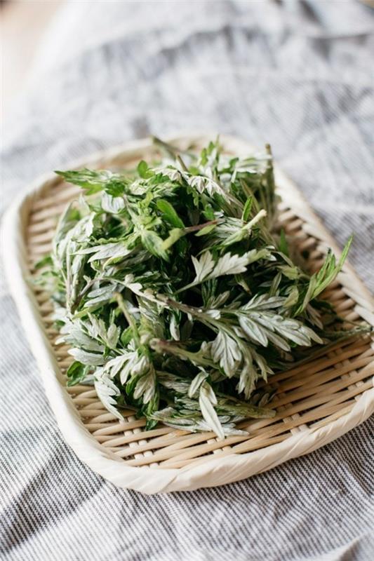 Mugwort έτοιμο για μαγείρεμα