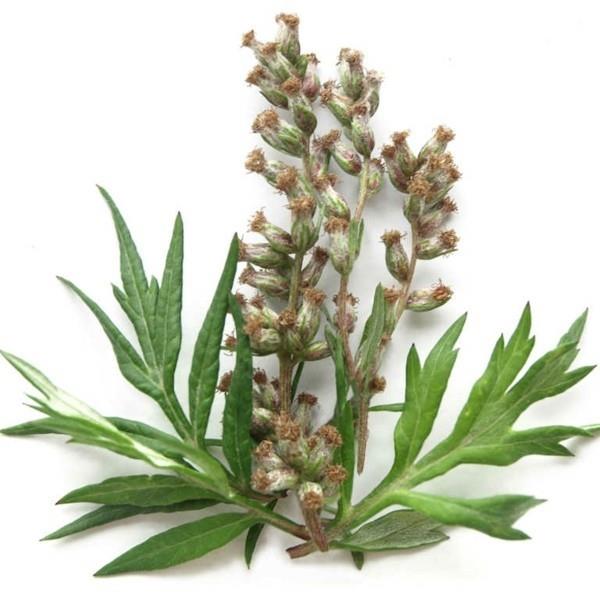 mugwort λουλούδια φυτών υγιές αποτέλεσμα