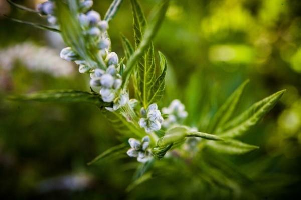 θεραπευτικές ιδιότητες του φυτού mugwort