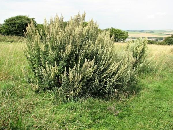 Mugwort - άγριο βότανο