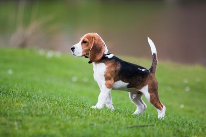 δημοφιλείς φυλές σκύλων beagle2
