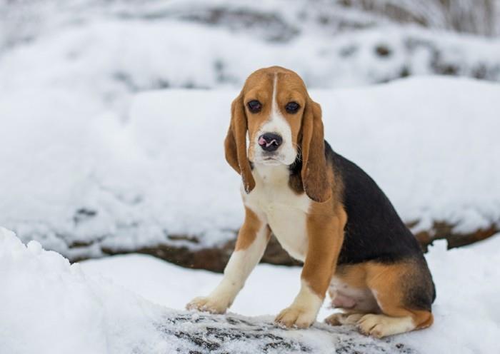 δημοφιλείς φυλές σκύλων beagle3