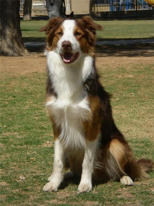 δημοφιλείς φυλές σκύλων σύνορα collie3