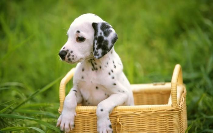 δημοφιλείς φυλές σκύλων dalmatians2