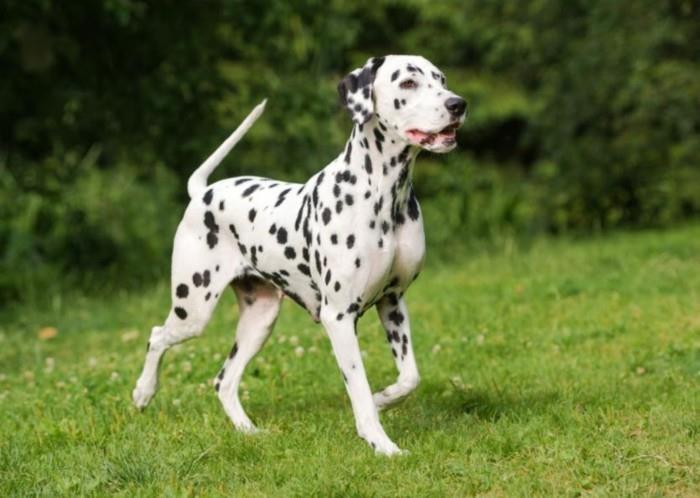 δημοφιλείς φυλές σκύλων dalmatians3