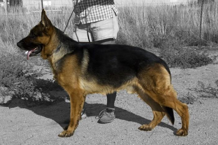 δημοφιλείς φυλές σκύλων γερμανικός ποιμενικός σκύλος3