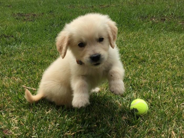 δημοφιλείς φυλές σκύλων κουτάβια Golden Retriever