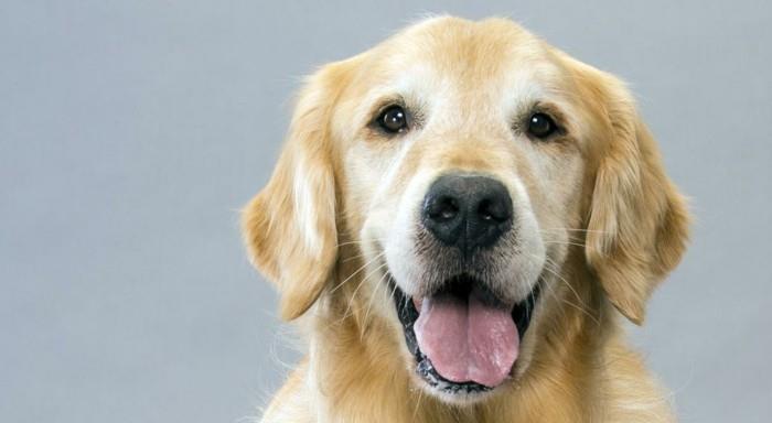 δημοφιλείς φυλές σκύλων Golden Retriever