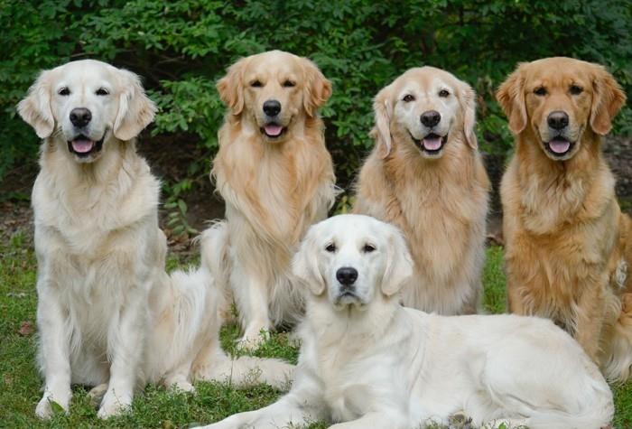 δημοφιλείς φυλές σκύλων Golden retriever2