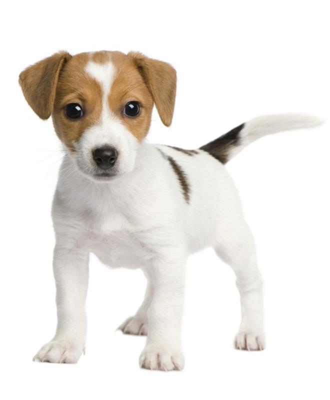 δημοφιλείς φυλές σκύλων jack russel terrier 2