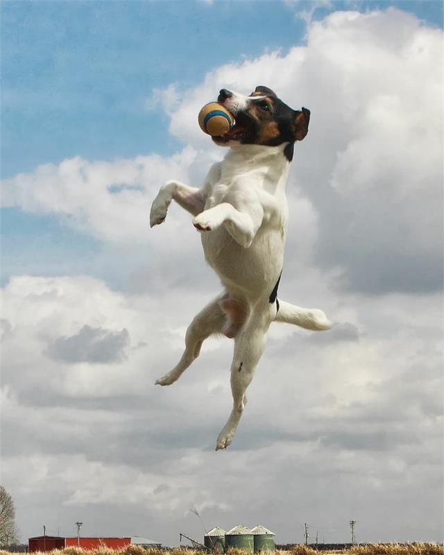 δημοφιλείς φυλές σκύλων jack russel terrier 3