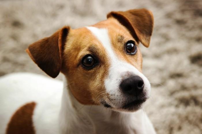 δημοφιλείς φυλές σκύλων jack russel terrier