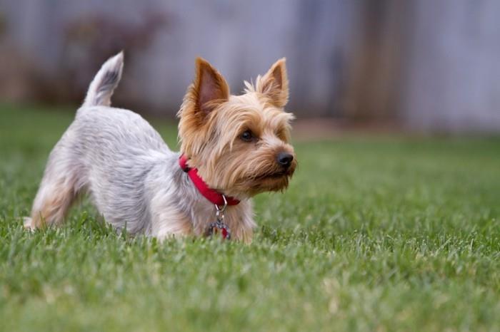 δημοφιλείς φυλές σκύλων zorkshire terrier 2